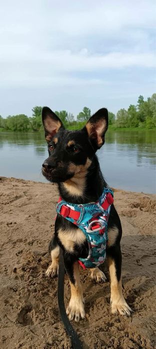 Zara – nieśmiała, wesoła sunia do pokochania! Adopcja