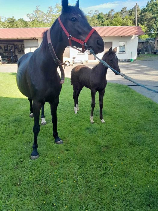 klacz wielkopolska + źrebak