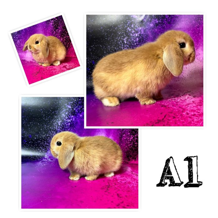 Karzełek Teddy i Mini Lop