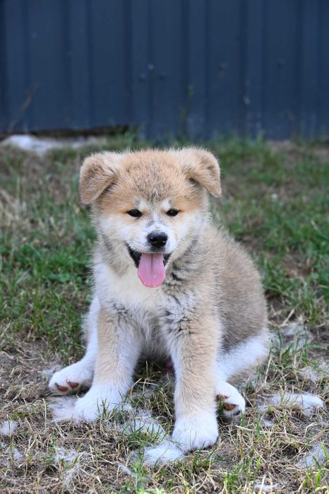 Akita inu akita japońska samiec FCI gotowy do odbioru