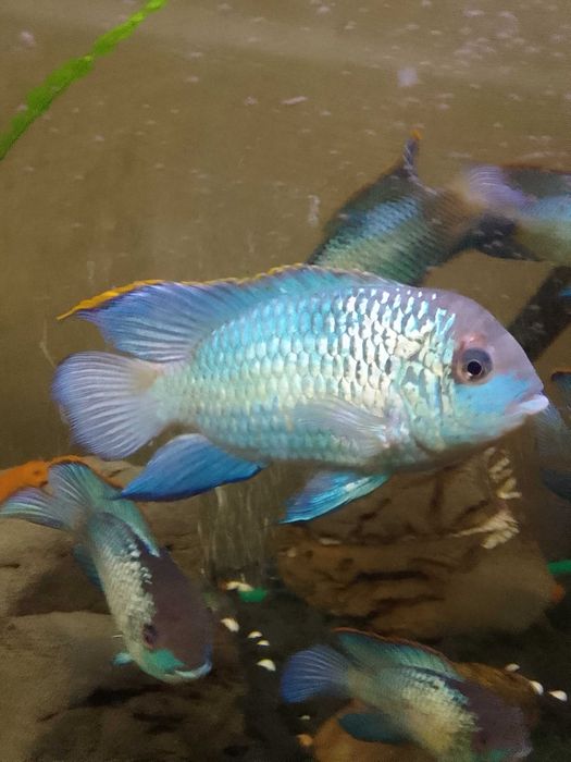 НанакараБлюНеонЭлектрик.Взрослая-молодая рыба.