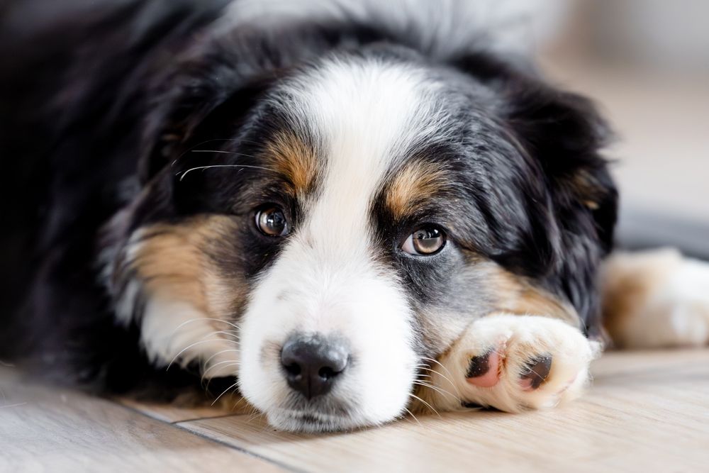 Хлопчик мініатюрної американської вівчарки. Міні ауссі