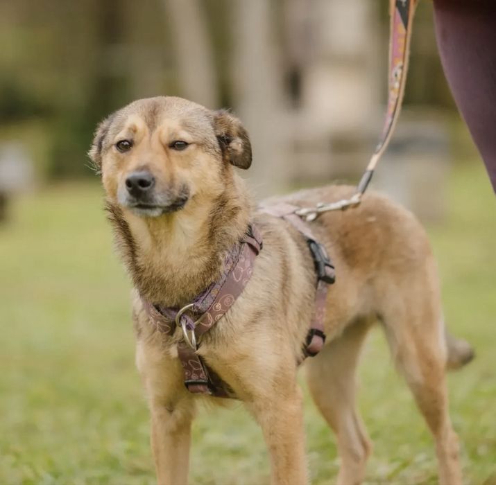 Cadelinha jovem para adoção responsável