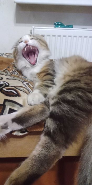 Продам красеня кота, для потомства.