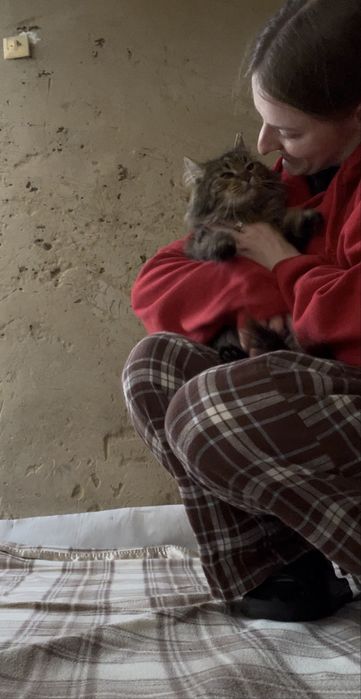 пухнаста маленька кішечка таббі кіт кішка киця стерилізована вік 1 рік