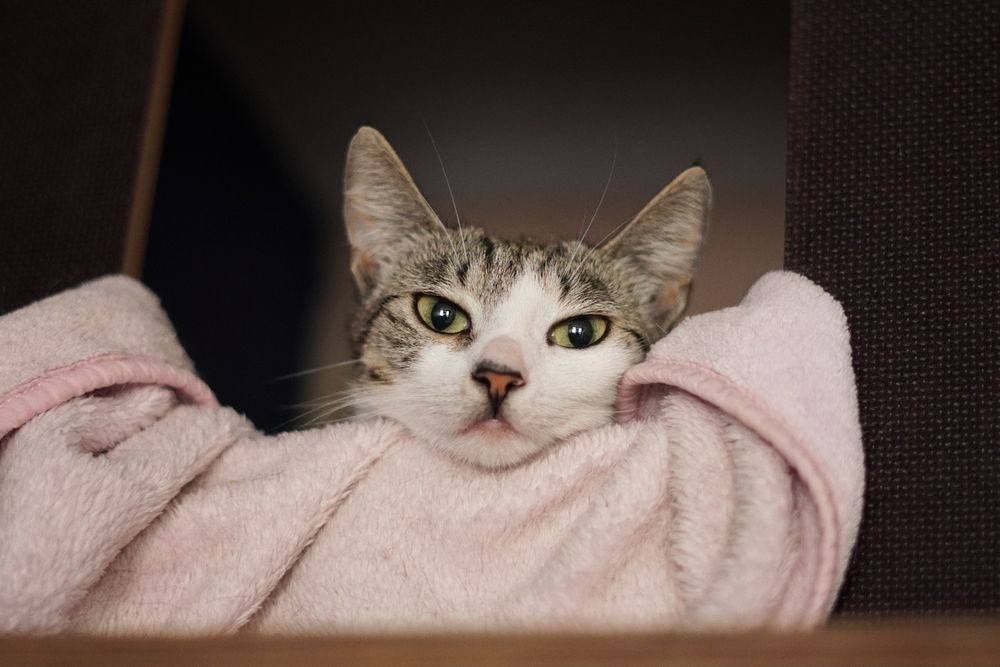 Oddam roczną kotkę