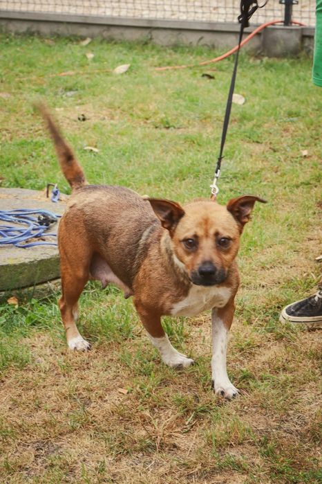 Diuna cudna suczka prosi o dom