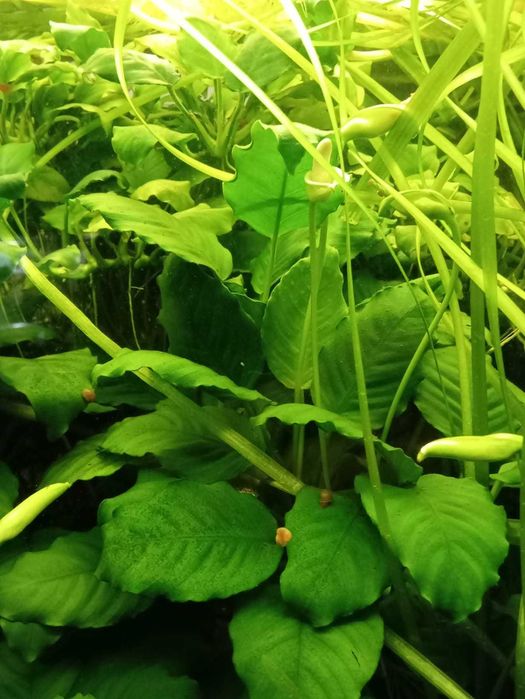 Anubias - roślinka akwariowa