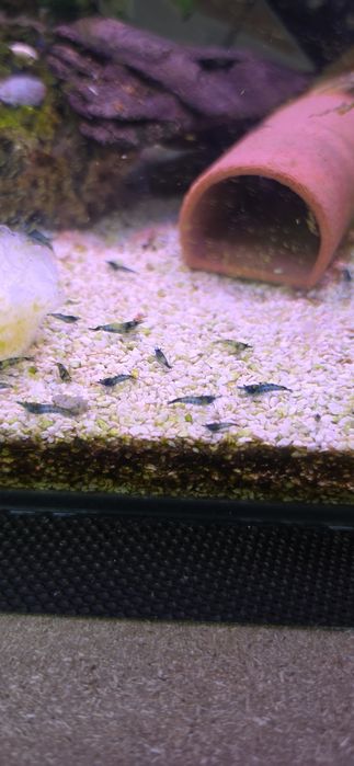 Camarões neocaridina Azul dream jovens