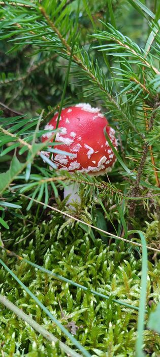 Відпочинок у Карпатах- ВОРОХТА