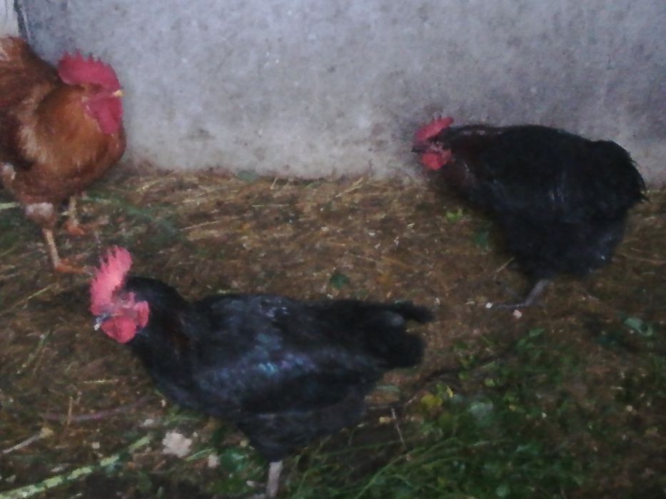 Tenho para venda 3 frangos caseiros bom preco