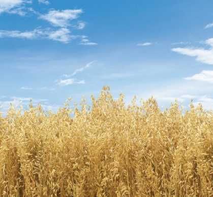 Owies POKER C/1 worek 35kg centrala nasienna Waleńczów KWALIFIKAT