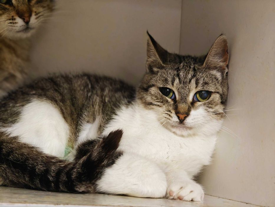 Кото-дитинка Совушка шукає дім