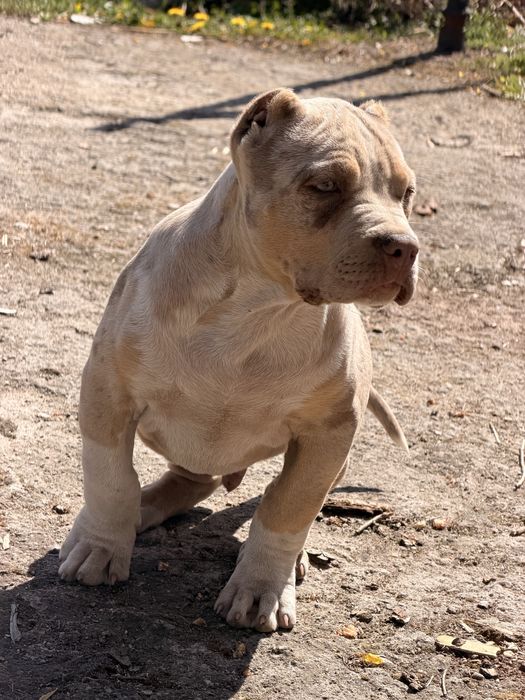American Bully Xl
