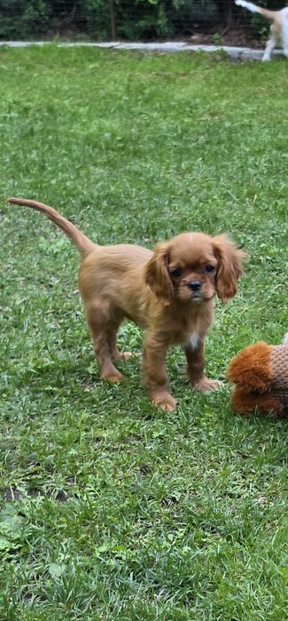 Piesek  Cavalier King Charles Spaniel FCI