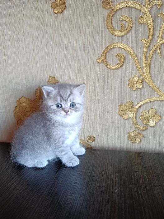 Котята шотландскі