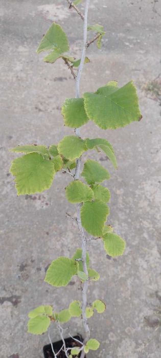 Саженцы фундука МИКС (Джифоні, Ланге, Романа, Мортарелла)