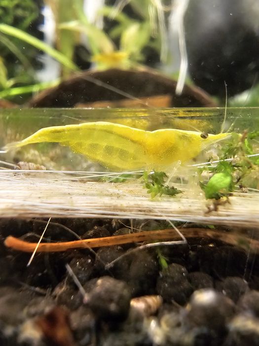 Neocaridina Yellow Golden Back