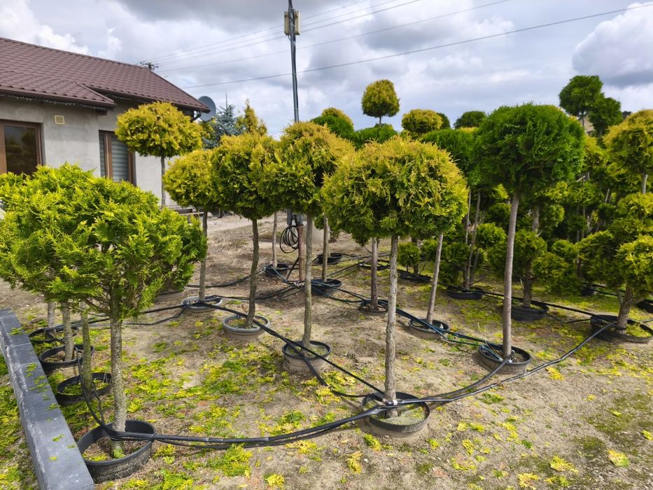 Bonsai Tuja  brabant formowana w kulę