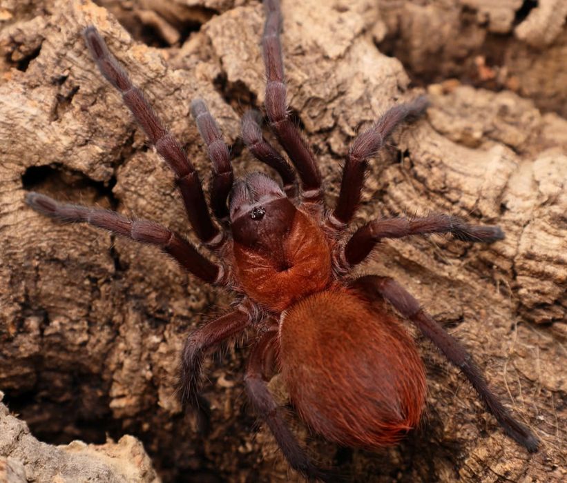 Citharacanthus cyaneus L1/2
