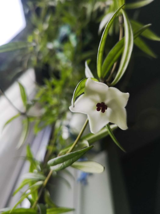 Piękna Hoya pauciflora, duże kwiaty