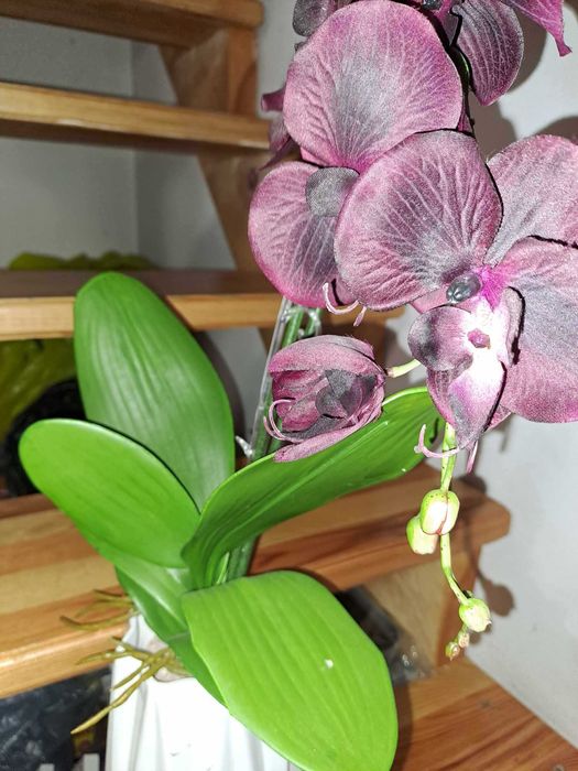 FEJKA Sztuczna roślina doniczkowa, Orchidea fioletowa storczyk 80 cm