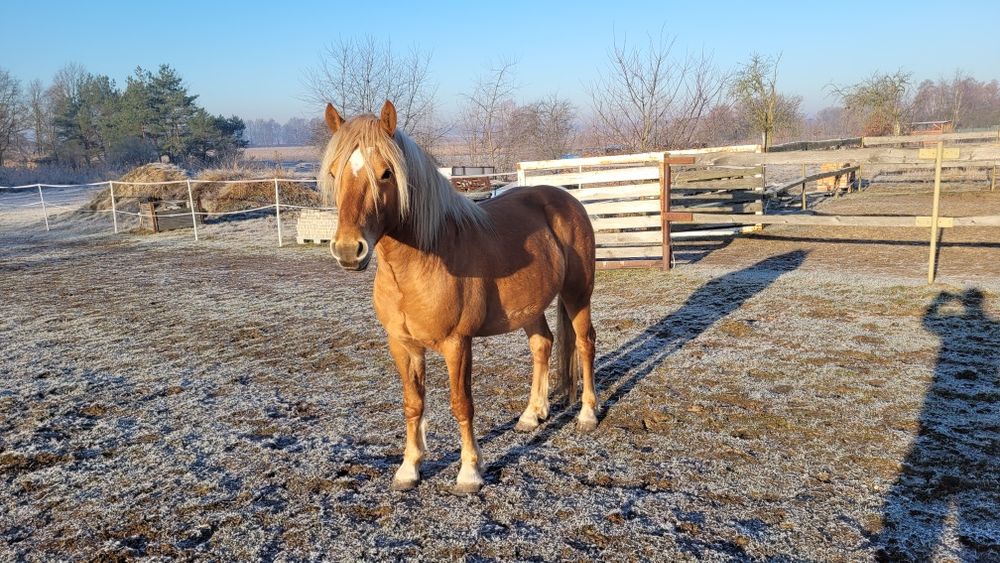 Koń   Haflinger  okazja