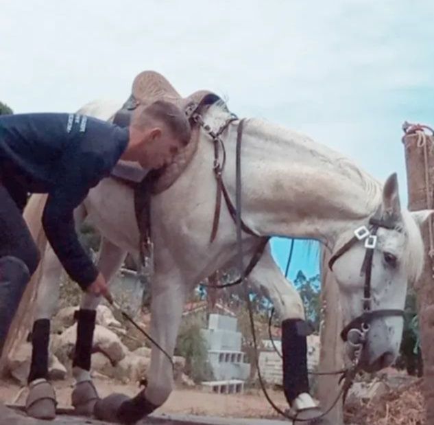 Cavalo manso , facil  ,experiente ,montado para qualquer cavaleiro