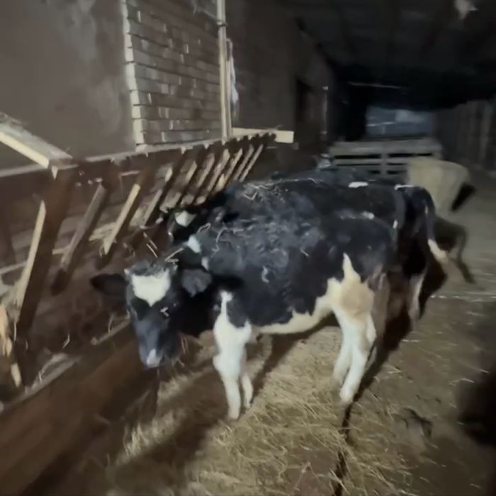 Телиця, телиці на продаж