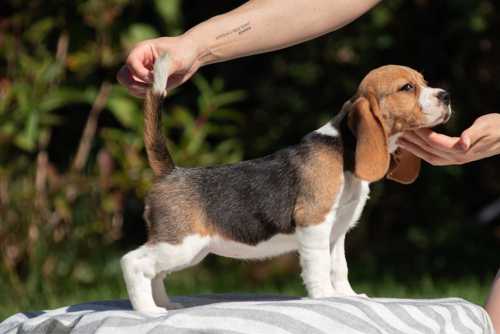Бігль - найкращі цуценята в люблячі родини