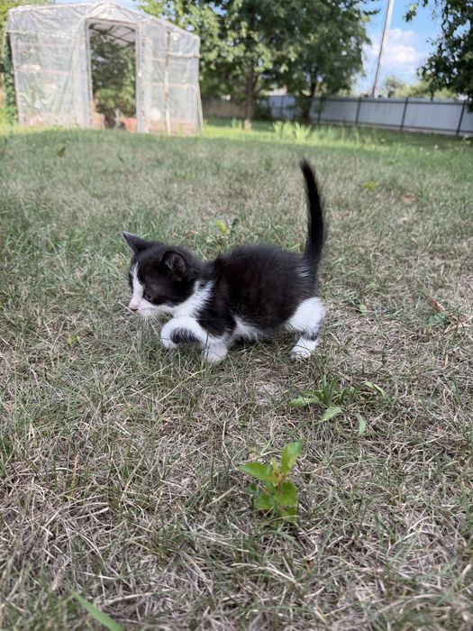 Кошенята  безкоштовно!