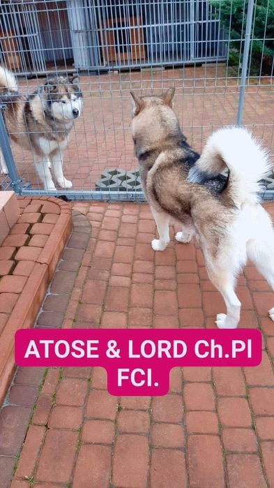 Zapowiedź miotu Alaskan Malamute ZKwP/FCI