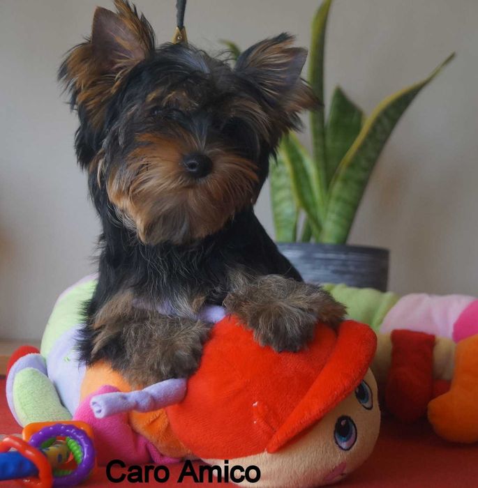 Yorkshire Terrier ZKwP