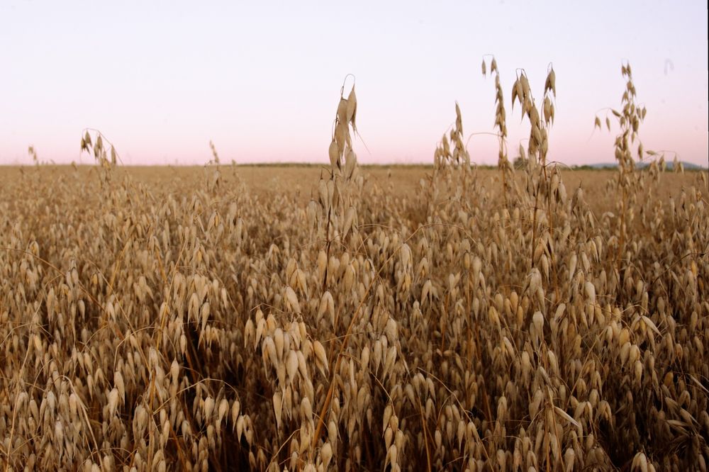 Owies Bingo tegoroczny