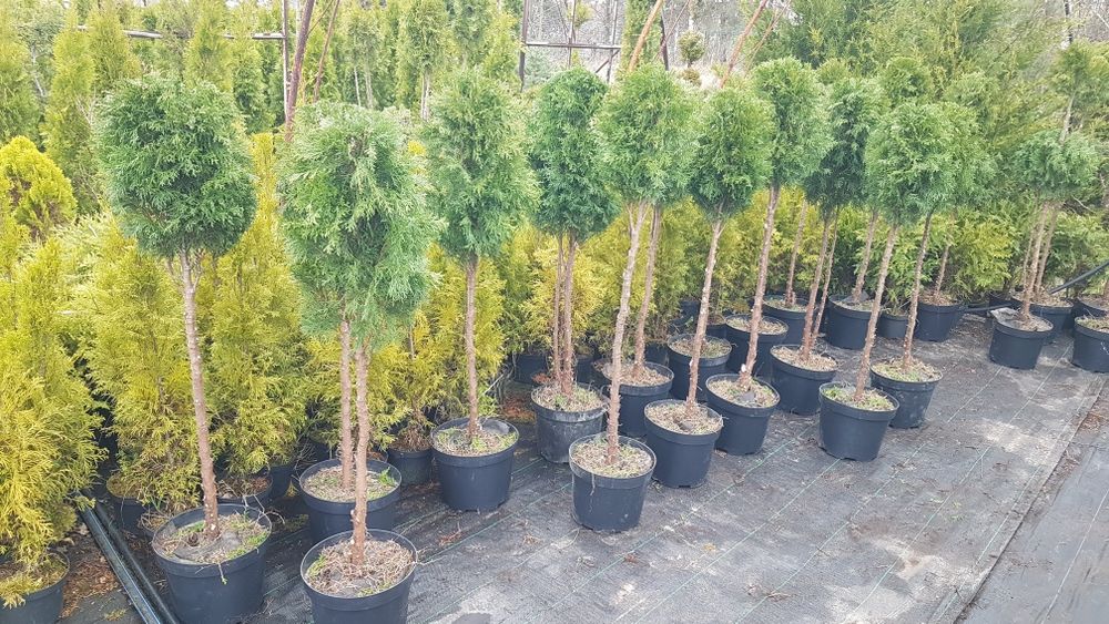 Kulka na pniu tuja thuja smaragd szmaragd formowana
