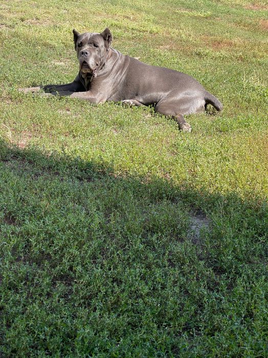 цуценята  породи Кане корсо.