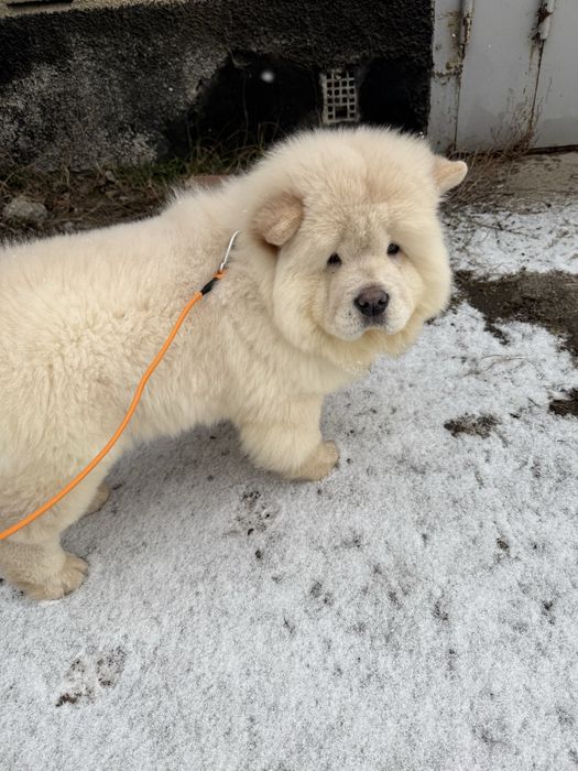 Перевозка животных