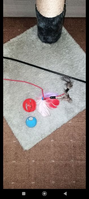 Кошачьи когтеточки