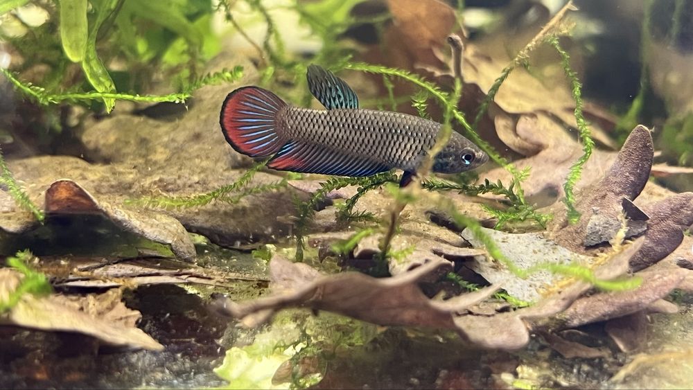 Betta Imbellis (Machos)