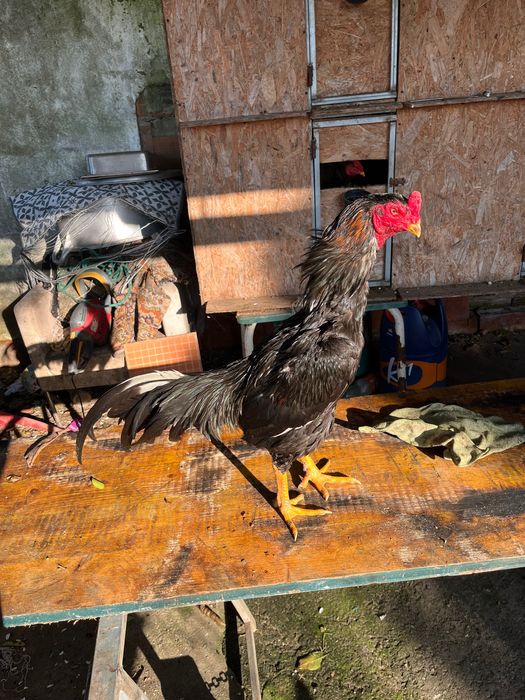 Vendo um galo indo brasileiro para quem gosta de criação esse e bom