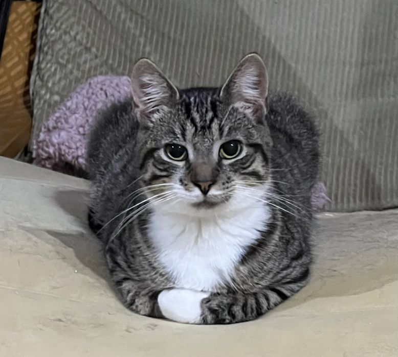 60 kotów szuka domków