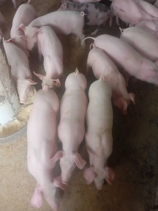Продам поросята 17-20кг