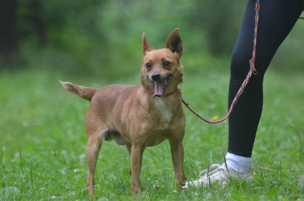 Porto-do adopcji