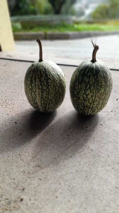 Abóboras  várias qualidades