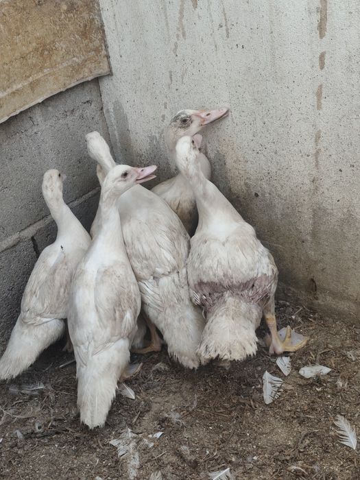 Patos Mudos com várias idades