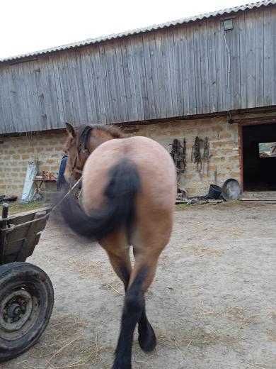 Продам кобилу завеликих коней два роки