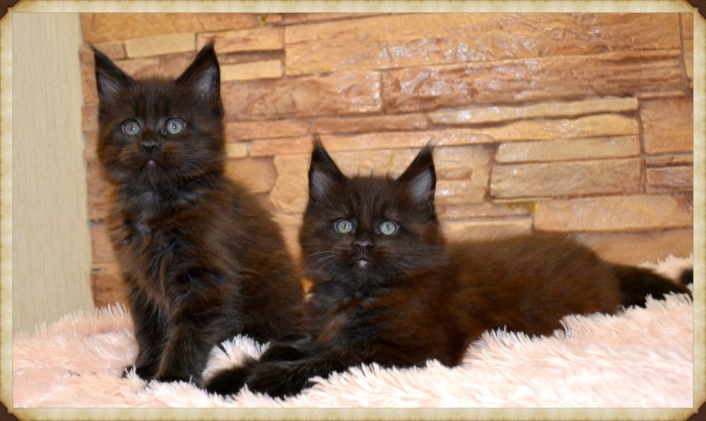Потрясающие красавцы!Котики Мейн-кун.
