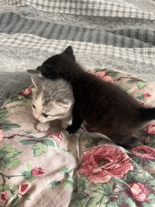 Віддам кошенят БЕЗКОШТОВНО