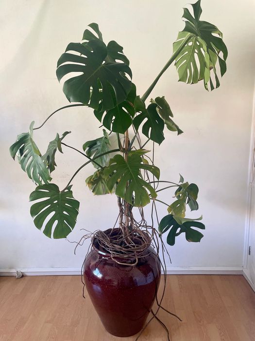 Vaso de ceramica grande (53 cm) – Em bom estado (monstera opcional)