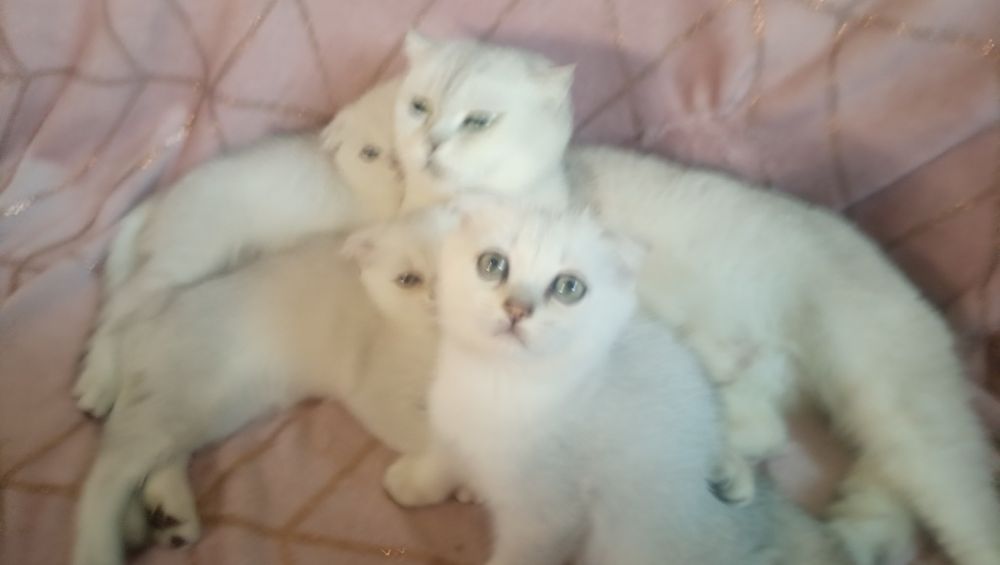 Котята серебристой шиншиллы